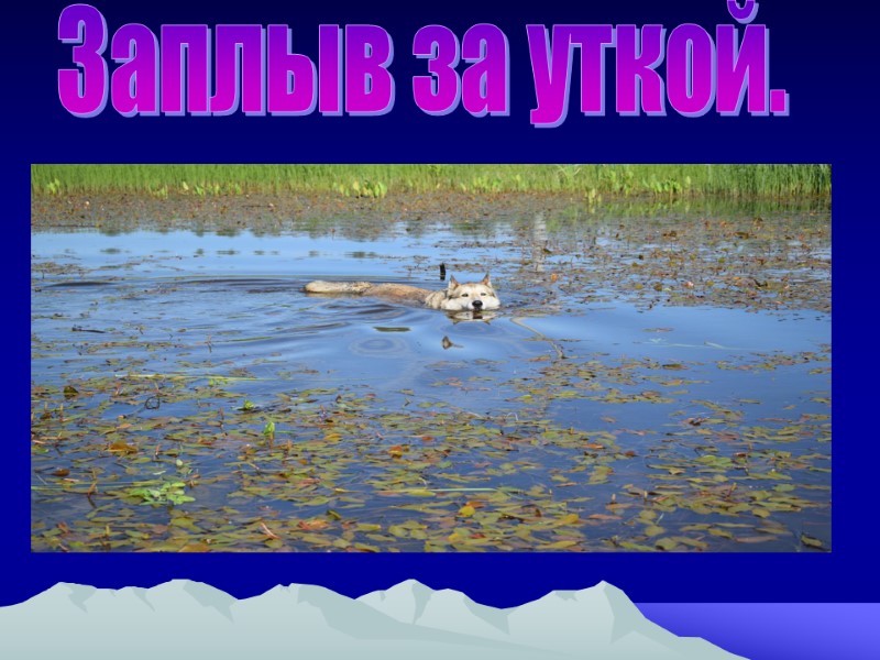 Заплыв за уткой.